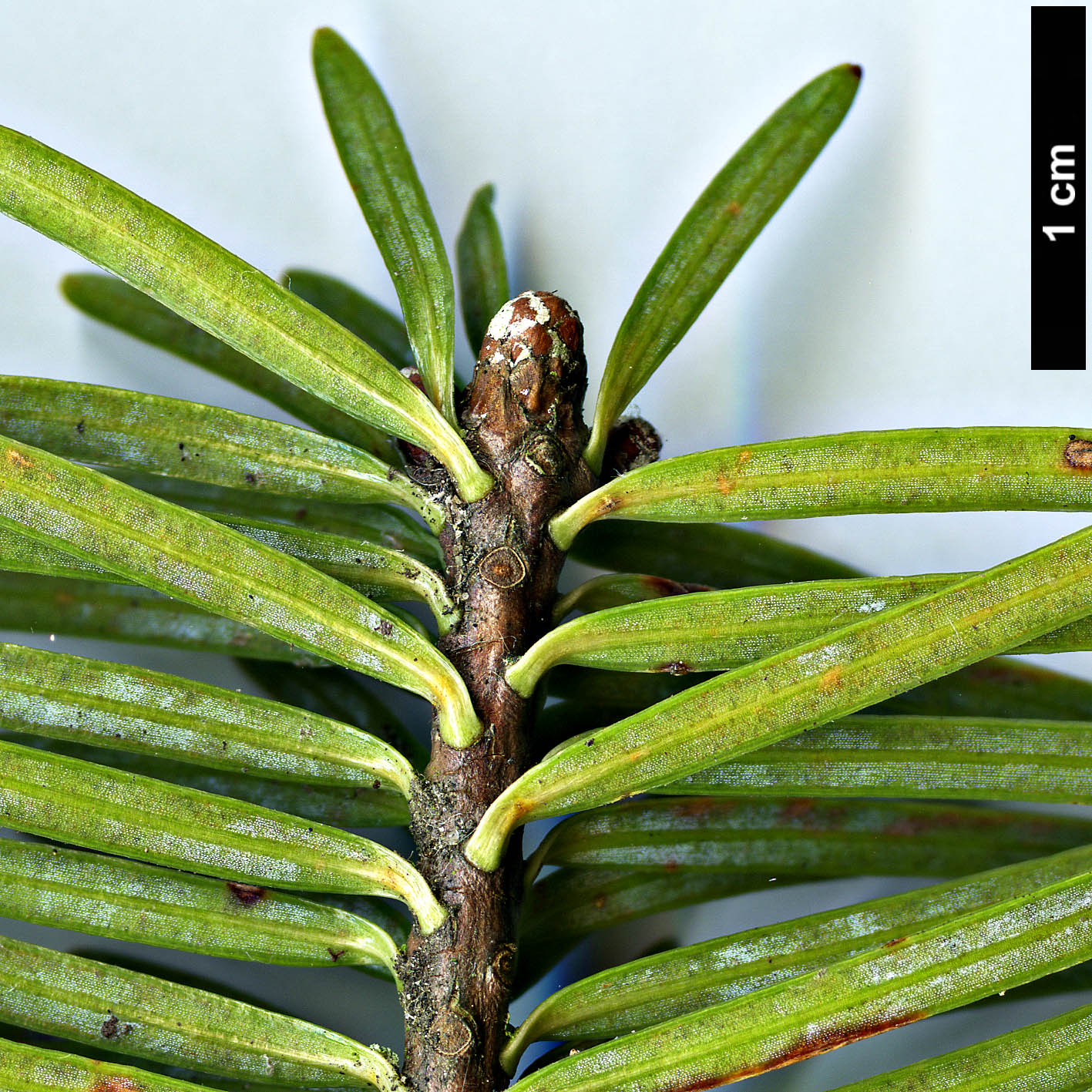 High resolution image: Family: Pinaceae - Genus: Abies - Taxon: forrestii - SpeciesSub: var. forrestii